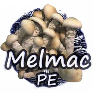 Melmac PE Grzybnia Płynna