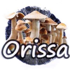 Orissa Grzybnia Płynna