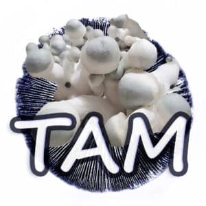 TAM Grzybnia Płynna