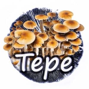 TePe Grzybnia Płynna