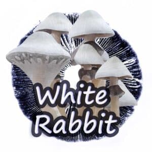 White Rabbit Grzybnia Płynna