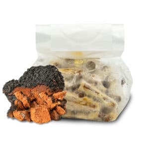 CHAGA Grzybnia Czaga