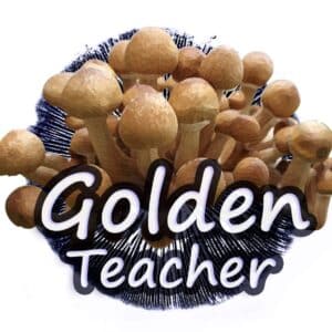 Golden Teacher Grzybnia Płynna