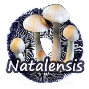 Psilocybe Natalensis Grzybnia Płynna