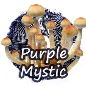 Purple Mystic Grzybnia Płynna
