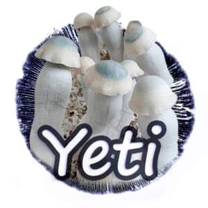 Yeti Grzybnia Płynna