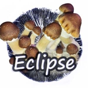 Eclipse Grzybnia Płynna