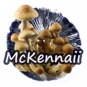 McKennaii Grzybnia Płynna