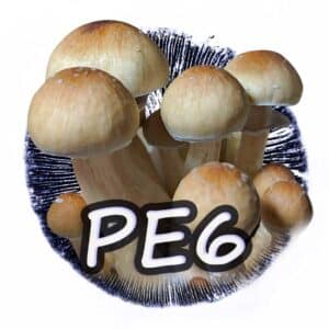PE6 Grzybnia Płynna
