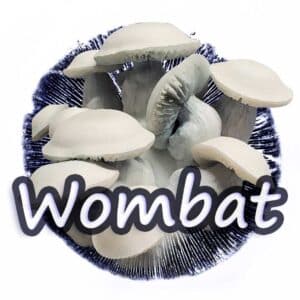 Wombat Grzybnia Płynna