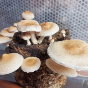Shiitake Australijski grzybnia płynna